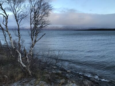 Vedbastun vid Torneträsk